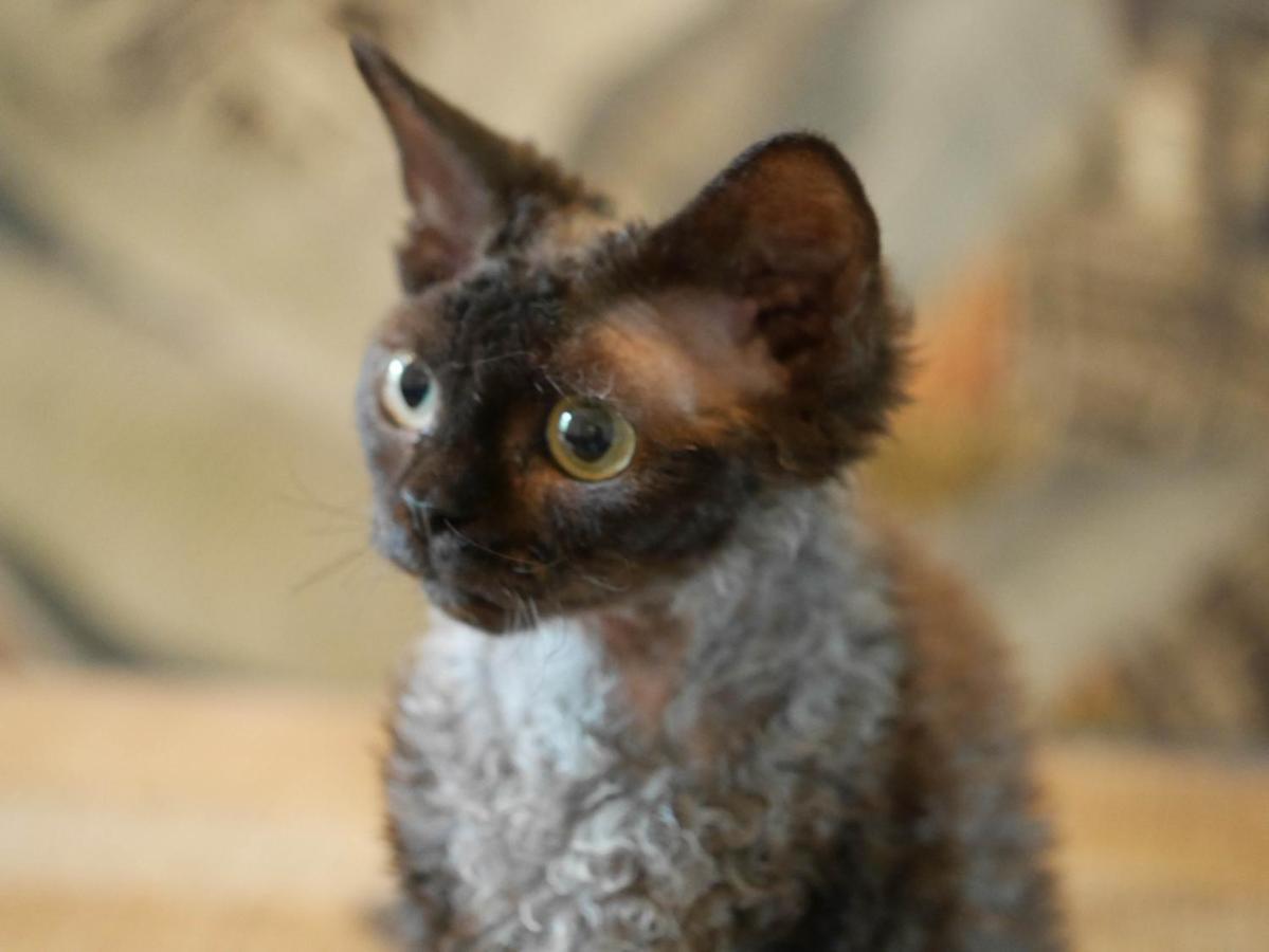 Les Des Chats Malicieux