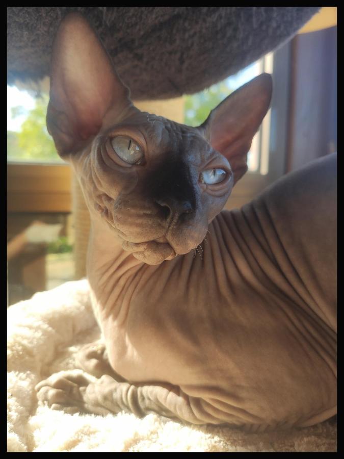 Les Des Chats Malicieux * Cajarc