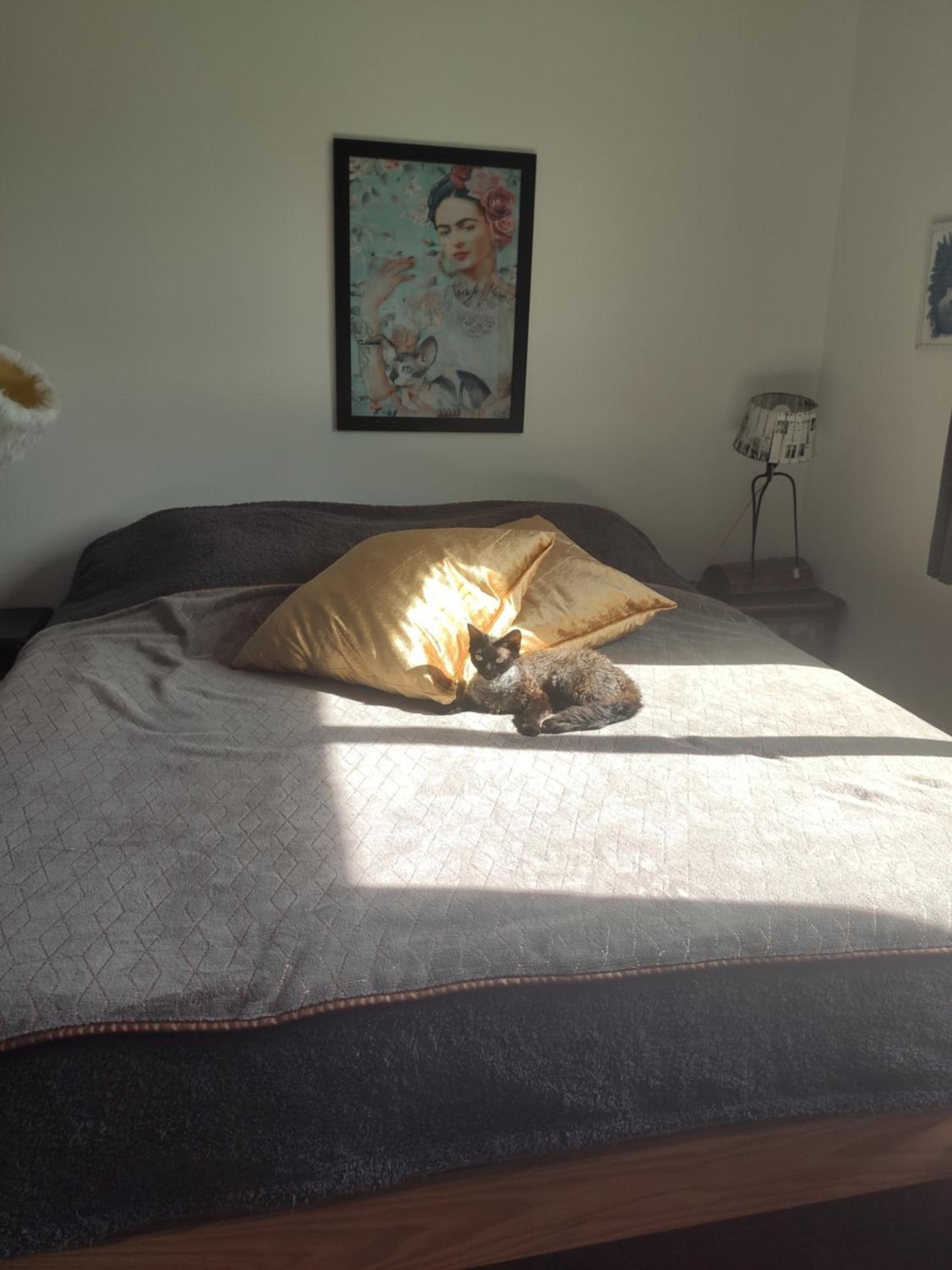 Les Des Chats Malicieux *